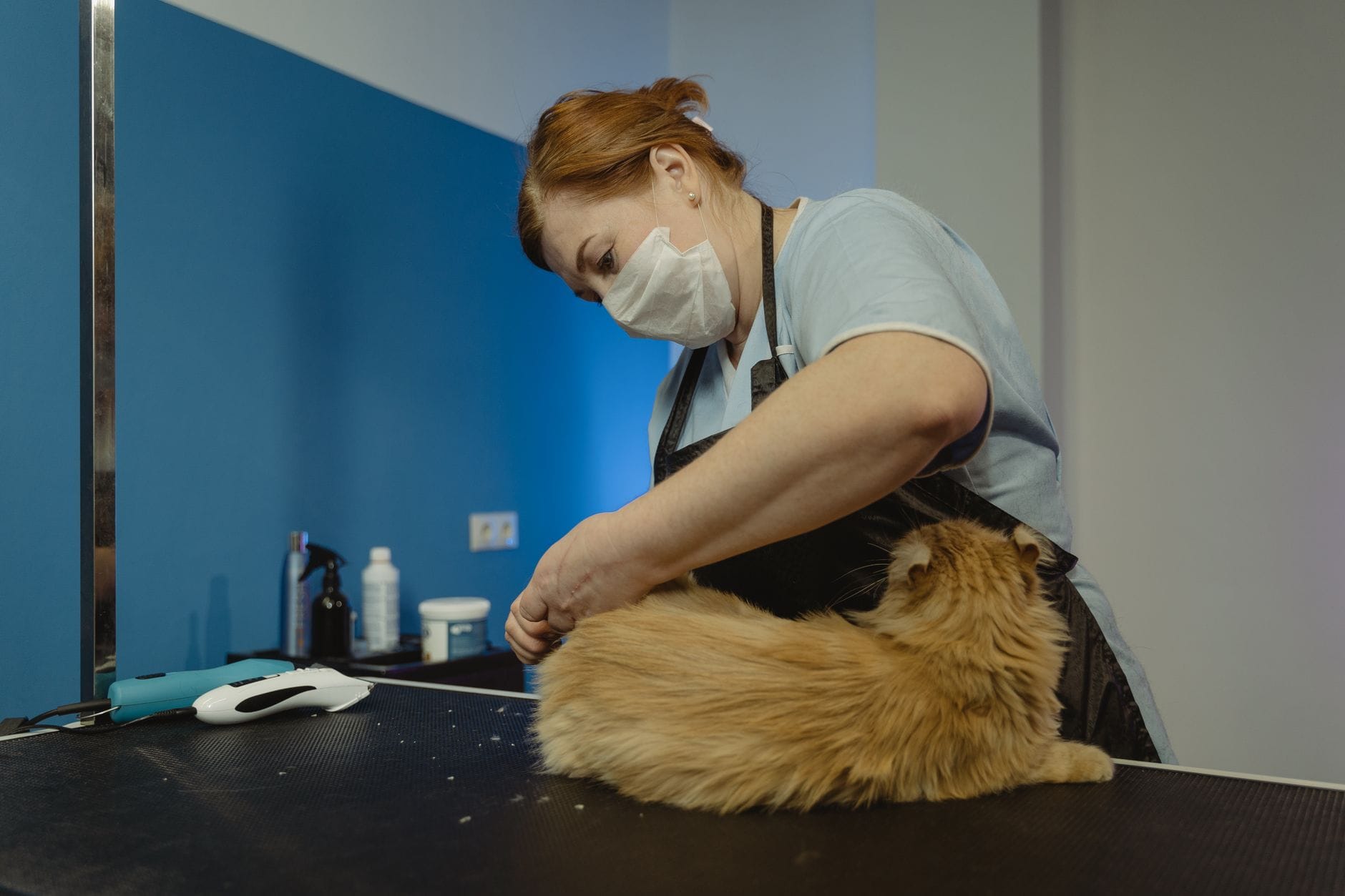Groomer przycina futro długowłosego pręgowanego kota w salonie