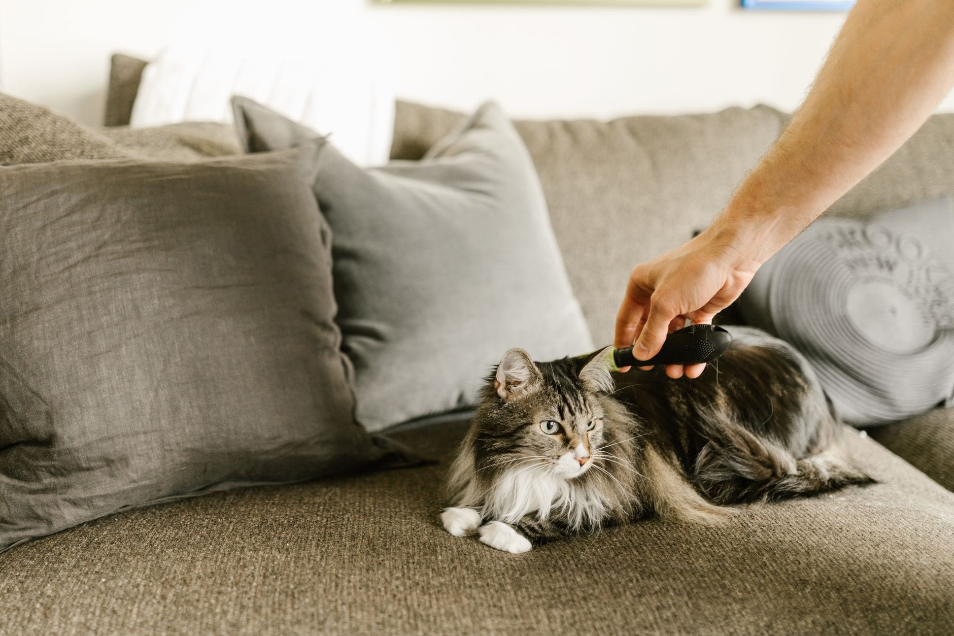 Szczotkowanie długowłosego kota Maine Coon na kanapie