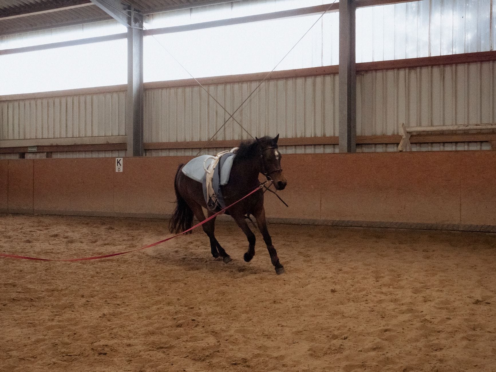Trening konia z jeźdźcem w krytej ujeżdżalni