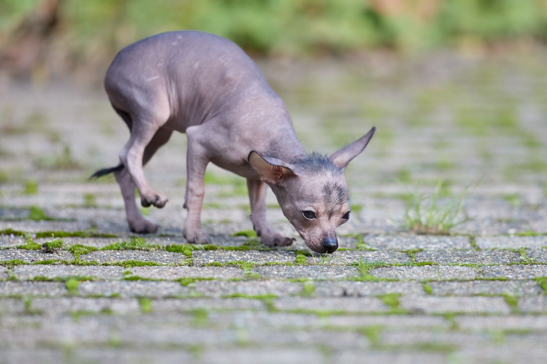 Szczeniak rasy Xoloitzcuintli wącha wilgotny, porośnięty mchem chodnik