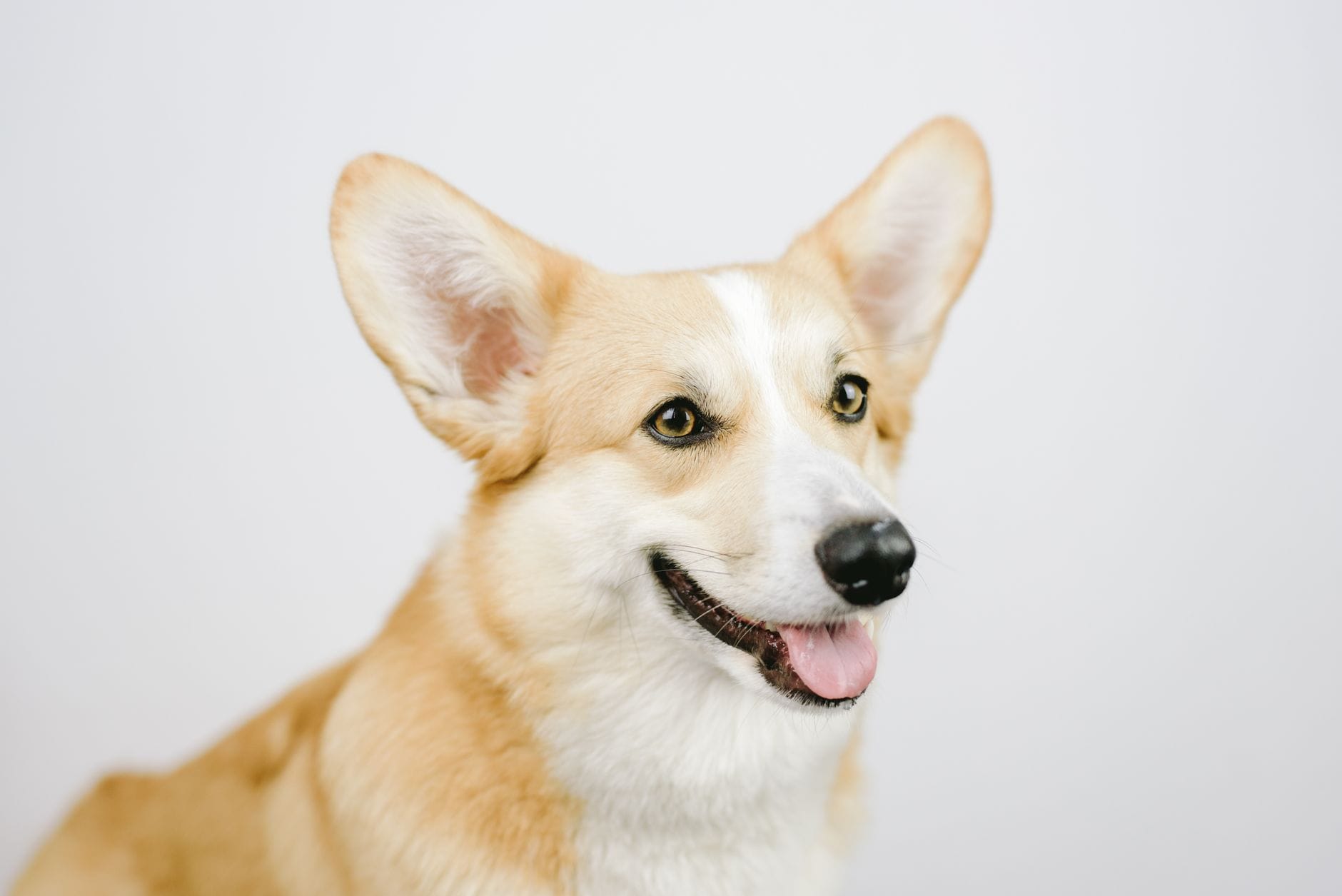 Portret uśmiechniętego psa rasy corgi w studiu