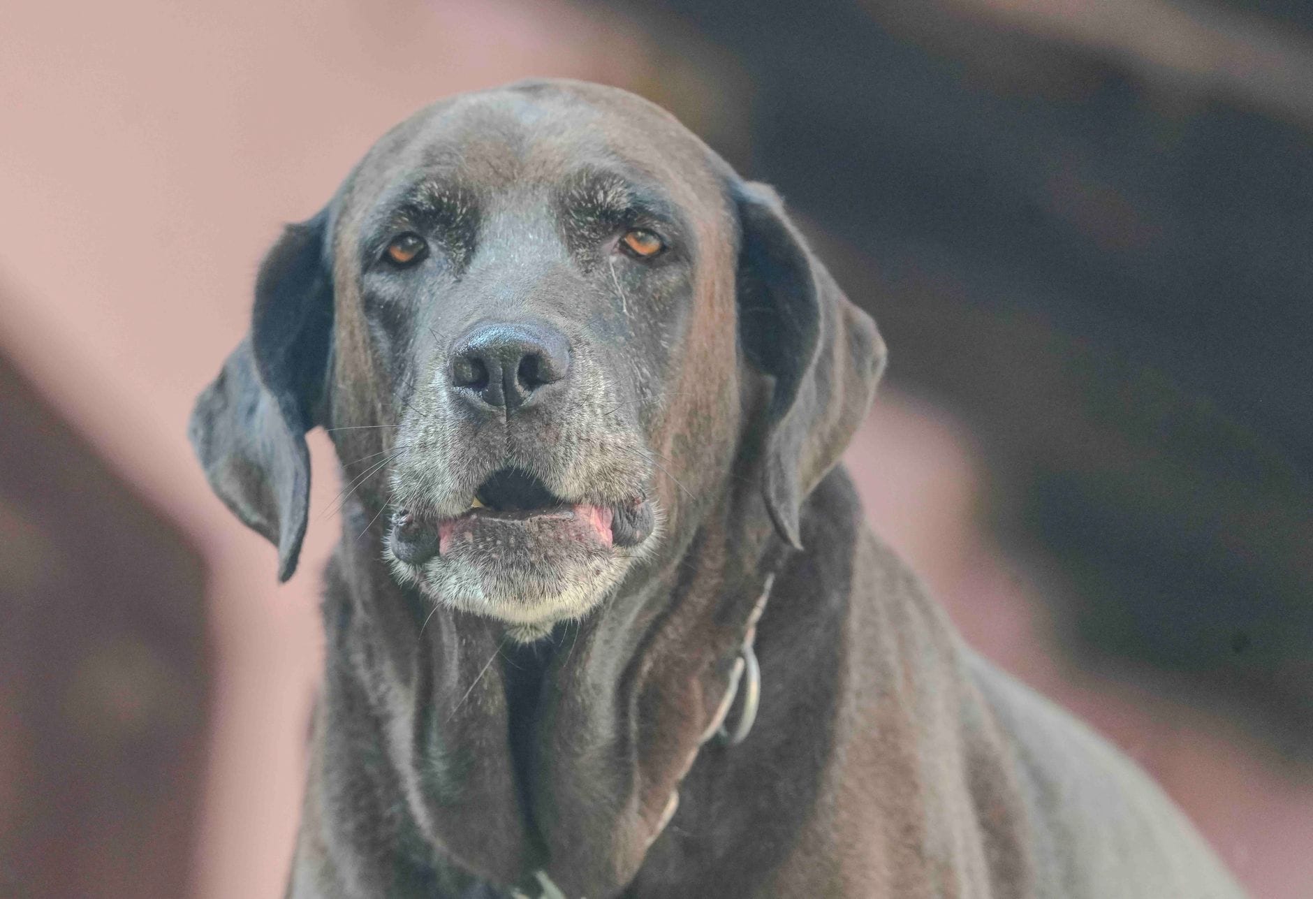 Starszy czekoladowy labrador patrzący przed siebie na zewnątrz