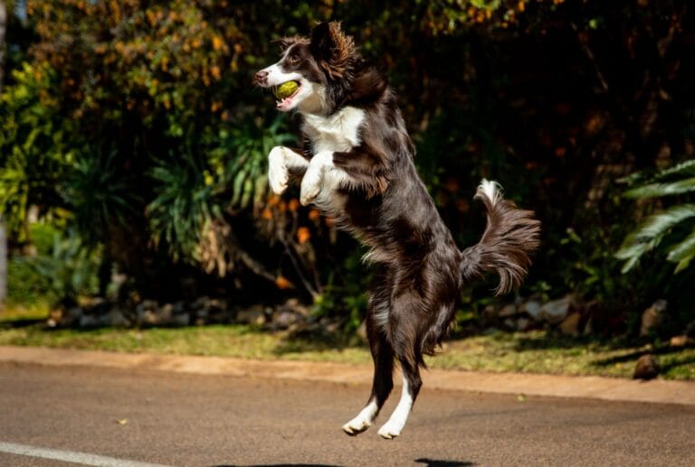 Border collie łapie piłkę w locie w słonecznym ogrodzie