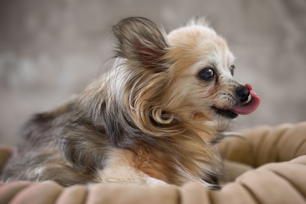 Długowłosy chihuahua z wysuniętym językiem
