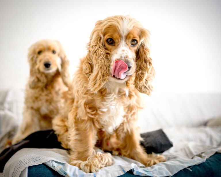 Dwa cocker spaniele na łóżku, jeden liże nos
