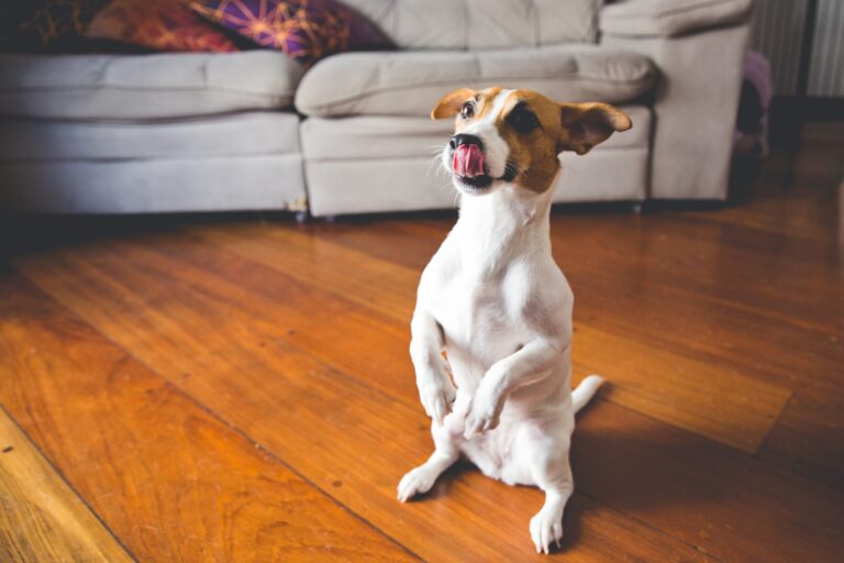 Jack Russell terrier z wysuniętym językiem stoi na drewnianej podłodze