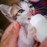 Kociak karmiony butelką z mlekiem przez opiekuna